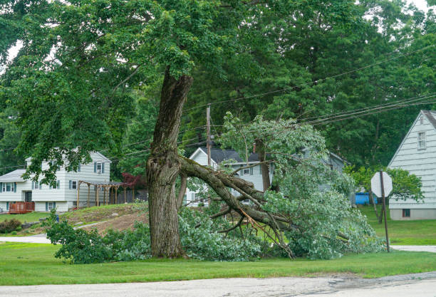 How Our Tree Care Process Works  in  Chandler, OK